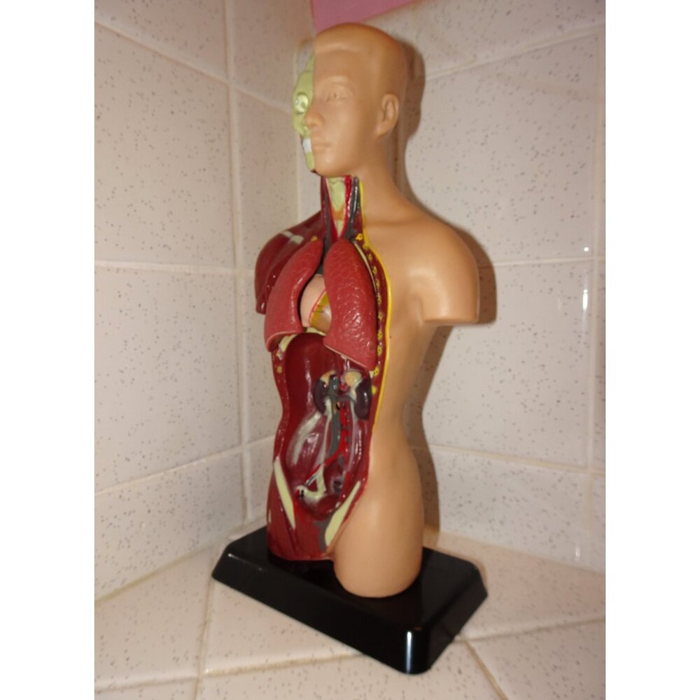 Vintage Human Torso Model w/ detachable Heart Lungs oddity curiosity medical - Picture 5 of 10
